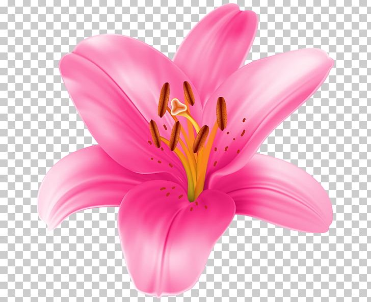 Tiger Lily Lilium 'Stargazer' Lilium Candidum Lilium Auratum PNG, Clipart, Closeup, Cut Flowers, Drawing, Easter Lily, Flower Free PNG Download