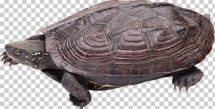 Turtle PNG, Clipart, Animal, Animals, Asian Box Turtle, Box Turtle, Carnivore Free PNG Download