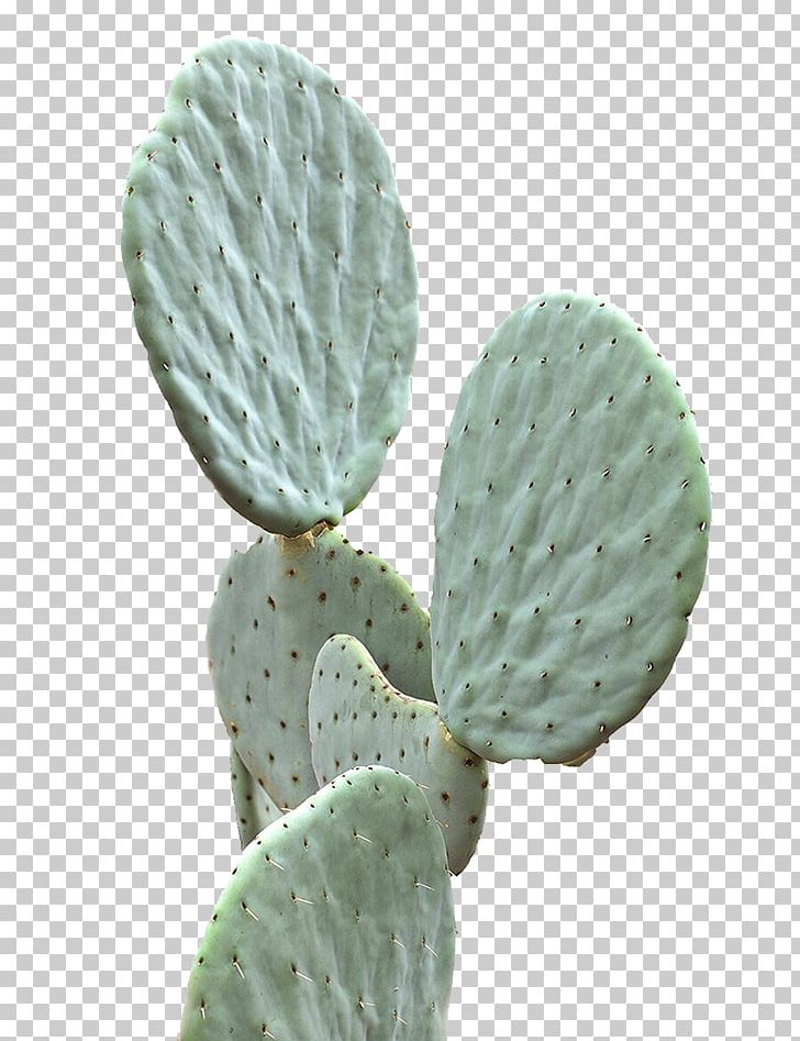 Cactaceae Succulent Plant Green PNG, Clipart, Background Green, Cactaceae, Cactus, Caryophyllales, Color Free PNG Download