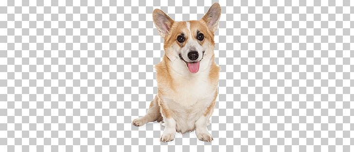 Corgi Dog Sitting PNG, Clipart, Animals, Dogs Free PNG Download