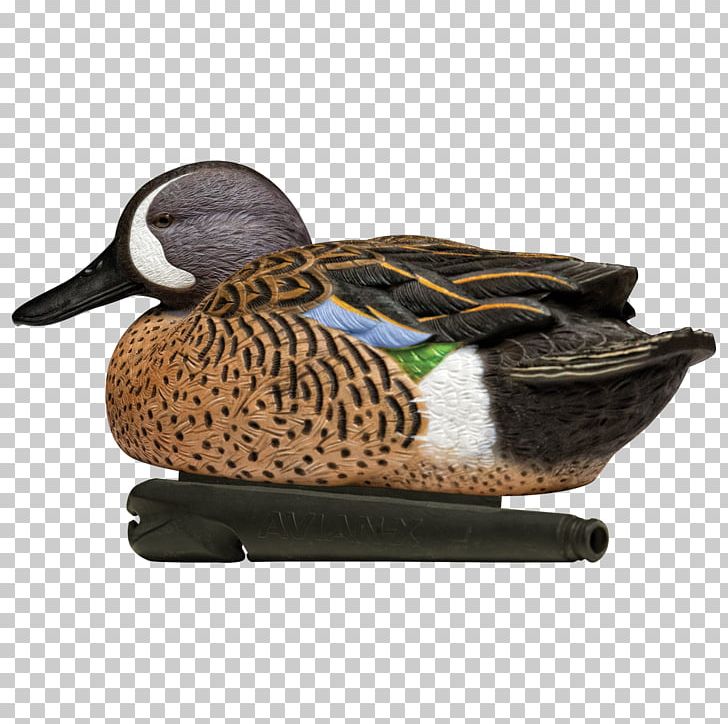 Mallard Duck Blue-winged Teal Eurasian Teal Green-winged Teal PNG, Clipart, 6 Pack, Anas, Anatidae, Animals, Avian Free PNG Download