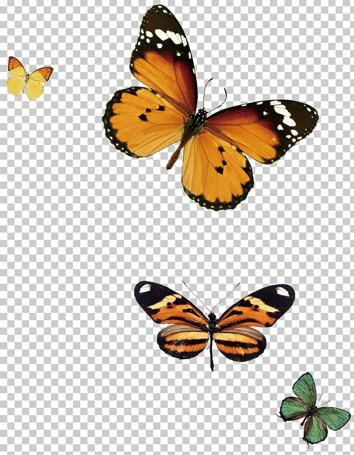 Monarch Butterfly Blue White Stock Photography PNG, Clipart, Animal, Arthropod, Biological, Brush Footed Butterfly, Butterfly Free PNG Download