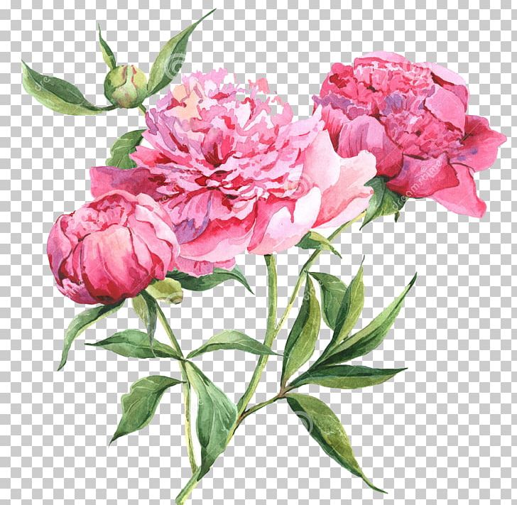 Peony Watercolor Painting Drawing PNG, Clipart, Cut Flowers, Desktop Wallpaper, Drawing, Floral Design, Floribunda Free PNG Download