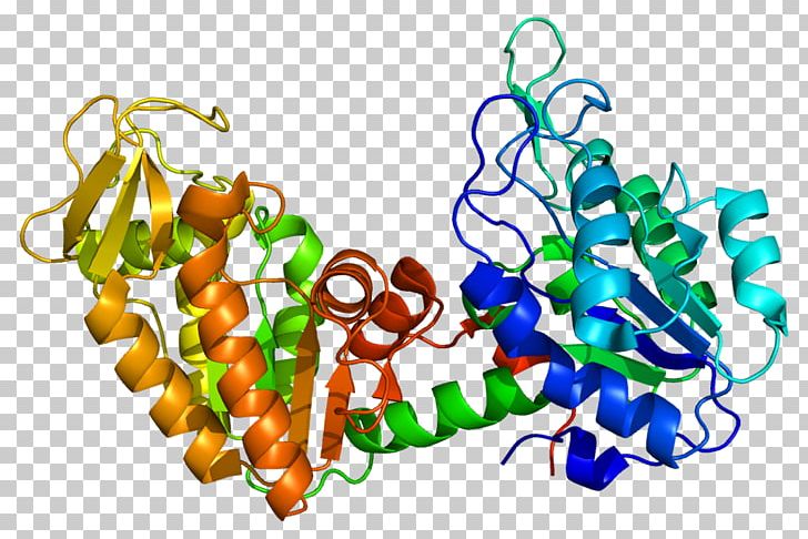 PGK1 Protein Phosphoglycerate Kinase Gene Enzyme PNG, Clipart, Art, Body Jewelry, Cell, Enzyme, Food Free PNG Download