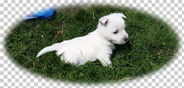 West Highland White Terrier White Shepherd Rare Breed (dog) Puppy Companion Dog PNG, Clipart, Animals, Breed, Carnivoran, Companion Dog, Crossbreed Free PNG Download