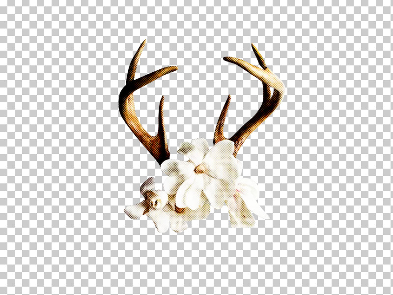 Horn Antler White Head Deer PNG, Clipart, Antler, Deer, Head, Horn, Natural Material Free PNG Download