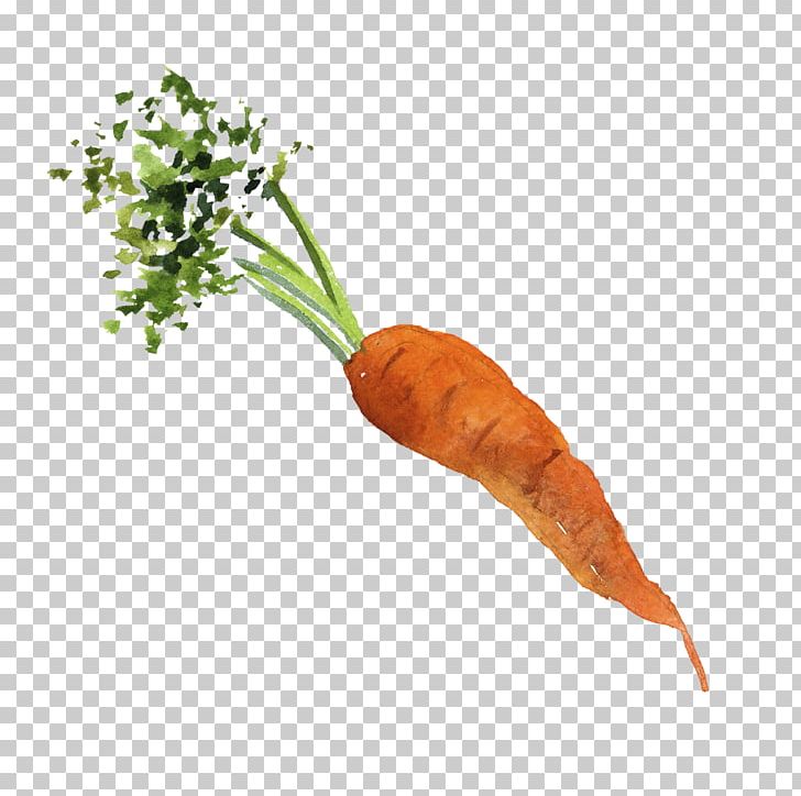Baby Carrot Organic Food Vegetable PNG, Clipart, Carrot, Color, Color Pencil, Color Smoke, Color Splash Free PNG Download