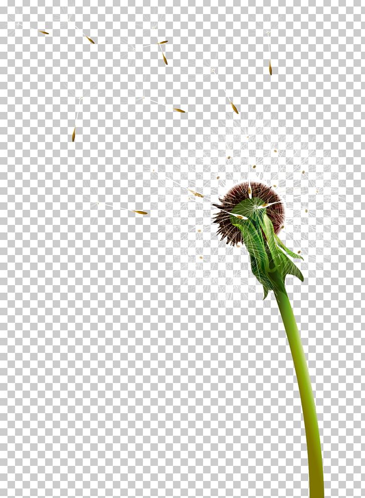 Dandelion Google S PNG, Clipart, Butterflies And Moths, Dream, Flower, Flowers, Halo Free PNG Download