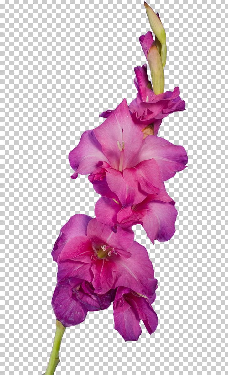 Gladiolus Cut Flowers Petal PNG, Clipart, Cicek Resimleri, Cut Flowers, Flower, Flowering Plant, Gladiolus Free PNG Download