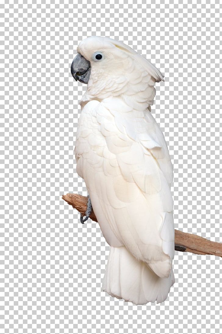 Parrot Rosy-faced Lovebird Conure White Cockatoo PNG, Clipart, Animals, Beak, Bird, Cockatoo, Conure Free PNG Download