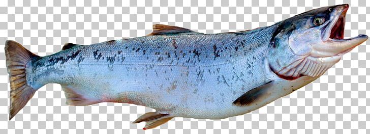 Smoked Salmon Fish Atlantic Salmon Coho Salmon PNG, Clipart, Animal Figure, Animals, Atlantic Salmon, Beef, Brown Trout Free PNG Download