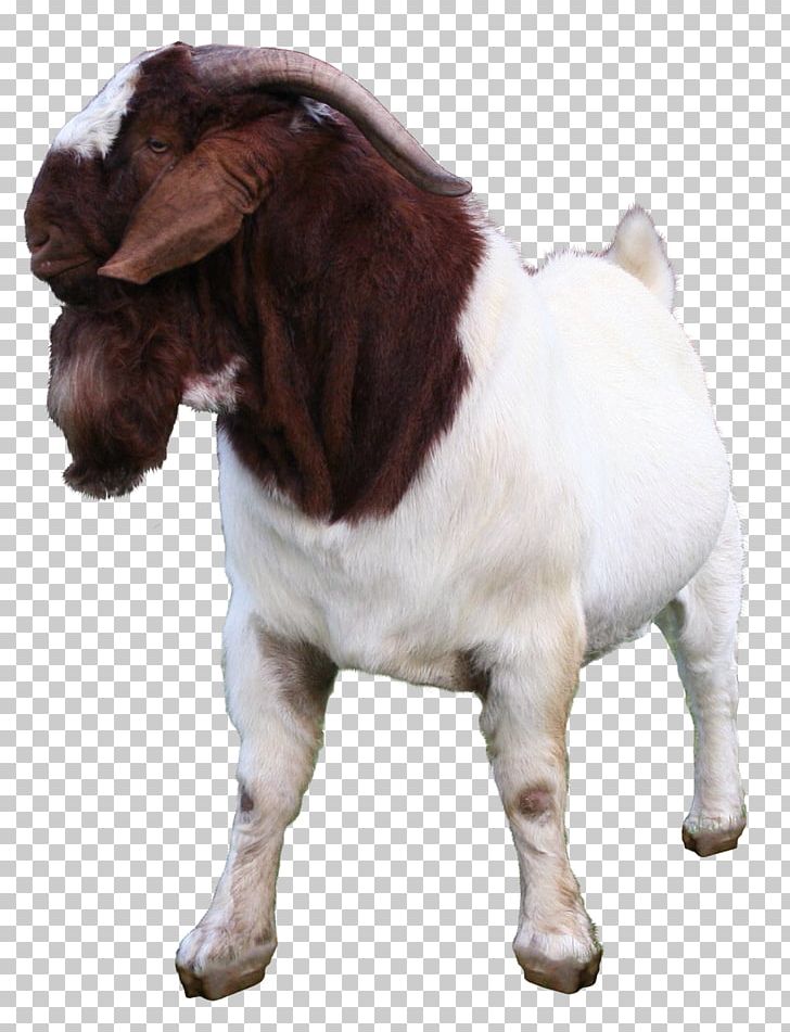 Boer Goat Jamnapari Goat Kalahari Red Goat Meat Sheep PNG, Clipart, Animals, Boer, Boer Goat, Breed, Broiler Free PNG Download