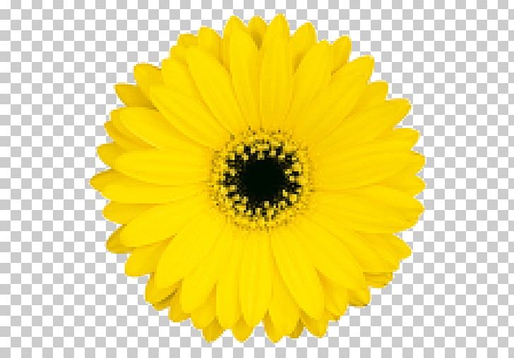 Common Sunflower Transvaal Daisy Cut Flowers PNG, Clipart, Black And White, Blue Rose, Chrysanthemum, Chrysanths, Common Sunflower Free PNG Download