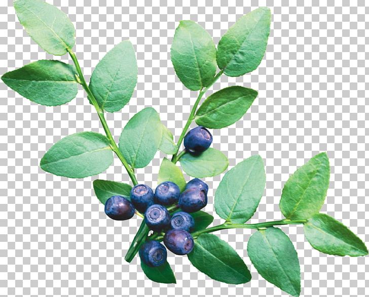European Blueberry Vaccinium Corymbosum Fruit PNG, Clipart, Aristotelia Chilensis, Berry, Bilberry, Blueberries Png, Blueberry Free PNG Download