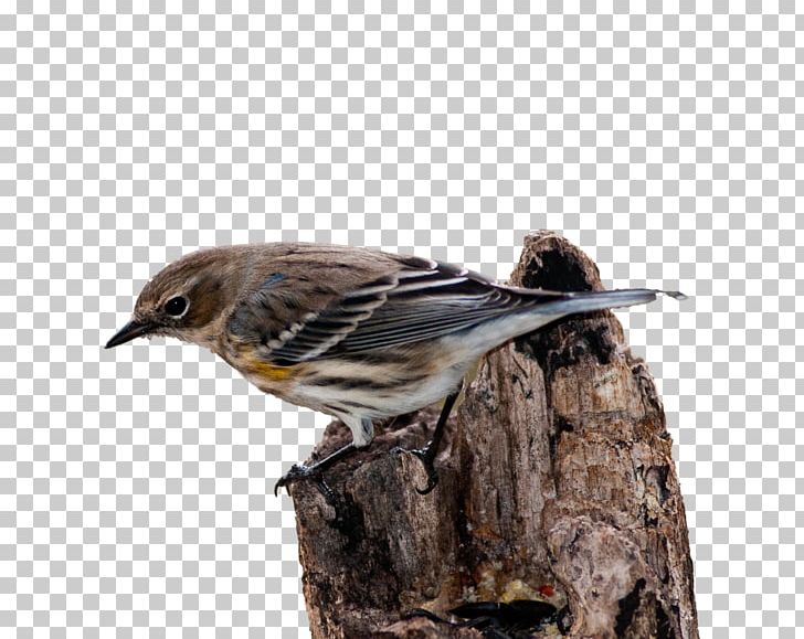 House Sparrow Bird Vertebrate New World Warbler PNG, Clipart, American Sparrows, Animals, Beak, Bird, Emberizidae Free PNG Download