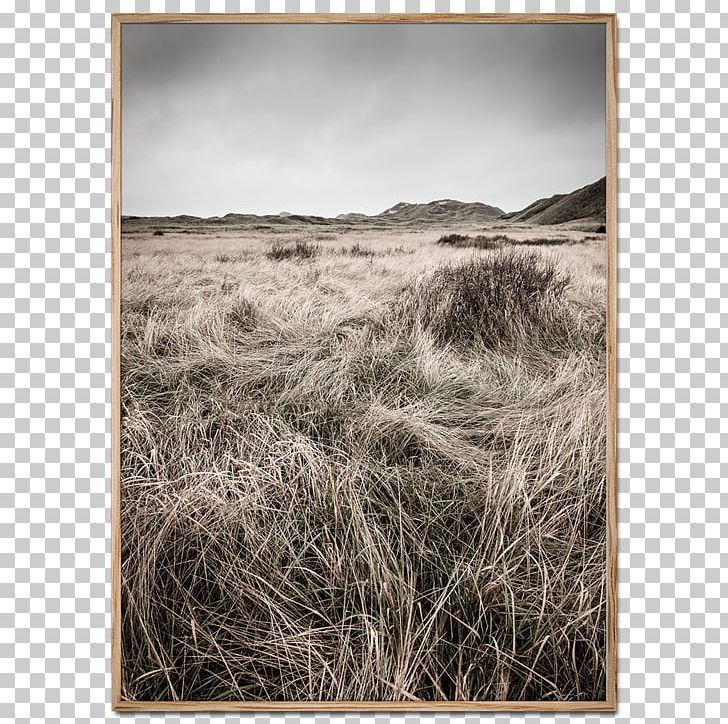Skagen Klitplantage Foto Factory Dune North Sea PNG, Clipart, Black And White, Commodity, Ecosystem, Fineart Photography, Foto Factory Free PNG Download