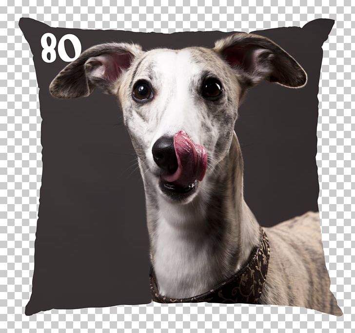 The Whippet Greyhound Dog Breed Stock Photography PNG, Clipart, American Kennel Club, Breed, Breed Standard, Carnivoran, Dog Free PNG Download