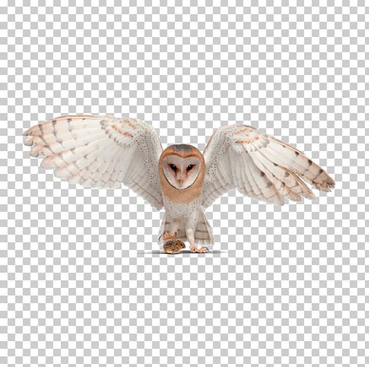 Barn Owl Little Owl Pellet Tawny Owl PNG, Clipart, Allposterscom, Animals, Barn Owl, Beak, Bird Free PNG Download