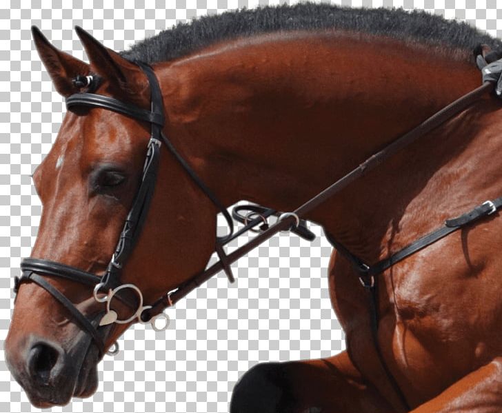 Bridle Hunt Seat Bit James 3 Rein PNG, Clipart, Bit, Bridle, Equestrian, Halter, Horse Free PNG Download