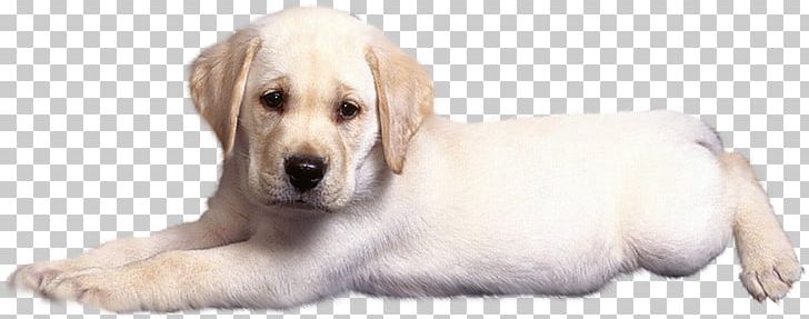 Golden Retriever Labrador Retriever Puppy Dog Breed Companion Dog PNG, Clipart, Animal, Animals, Arama, Carnivoran, Companion Dog Free PNG Download