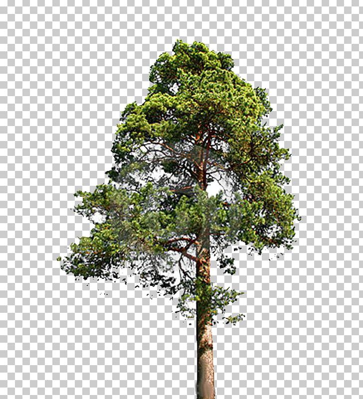 Tree Spruce Pine Stock Photography Conifers PNG, Clipart, Branch, Conifer, Conifers, Euclidean Vector, Evergreen Free PNG Download