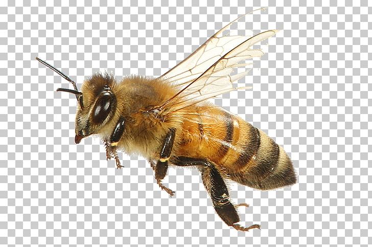 Western Honey Bee Insect Keeping Bees Bumblebee PNG, Clipart, Aggressive, Arthropod, Bee, Beekeeping, Bumblebee Free PNG Download