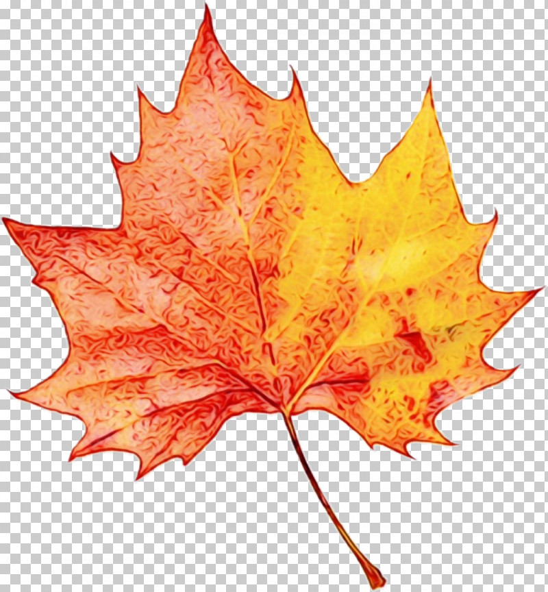 Orange PNG, Clipart, Biology, Leaf, Maple, Maple Leaf M, Orange Free PNG Download