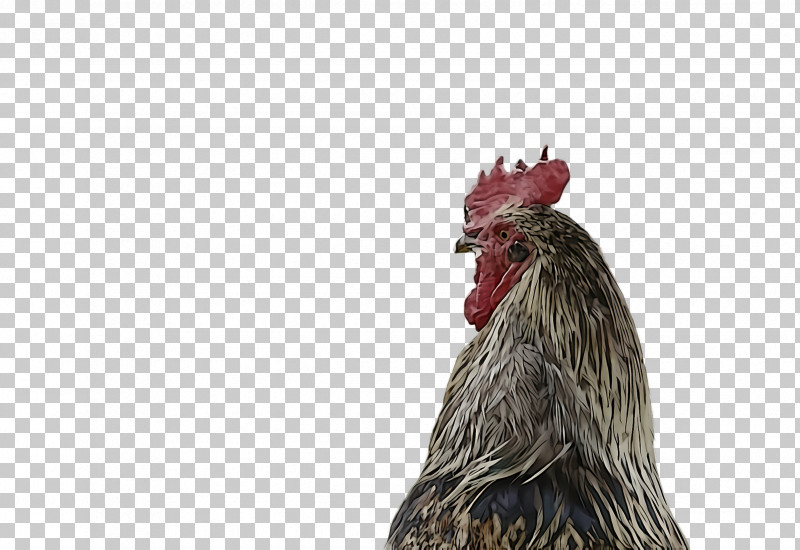 Chicken Rooster Bird Comb Beak PNG, Clipart, Beak, Bird, Chicken, Comb, Figurine Free PNG Download