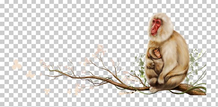 Mother Monkey Sitting On Tree Branch PNG, Clipart, Animal, Autumn Tree, Branch, Branches, Cercopithecidae Free PNG Download