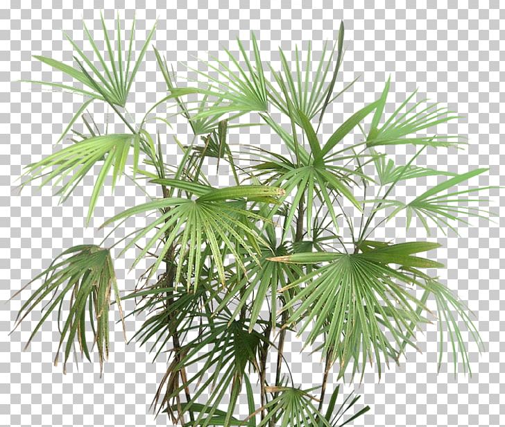 Rhapis Excelsa Tree Rhapis Multifida Arecaceae PNG, Clipart, Arecaceae, Arecales, Areca Palm, Asian Palmyra Palm, Borassus Flabellifer Free PNG Download
