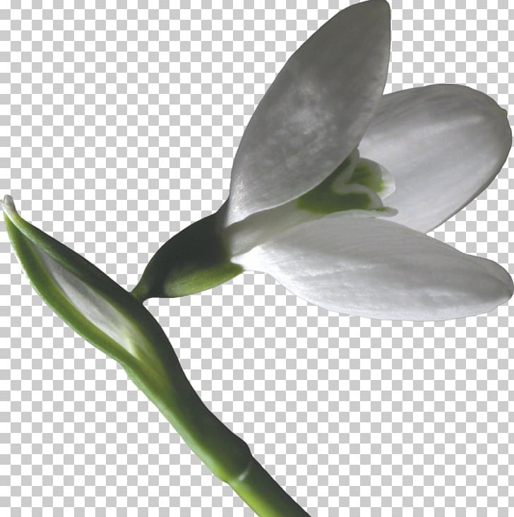 Snowdrop Flower PNG, Clipart, Digital Image, Drawing, Flower, Flowering Plant, Galanthus Free PNG Download