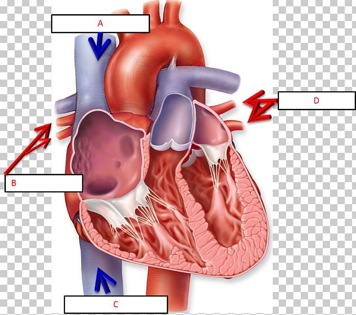 Anatomy Of The Heart Chart Human Body Diagram PNG, Clipart, Abdomen, Anatomy, Anatomy Of The Heart, Biology, Cardiac Muscle Free PNG Download