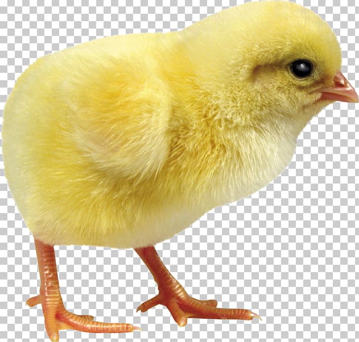 Chicken Incubator Egg Debeaking Duck PNG, Clipart, Animals, Beak, Bird, Chicken, Common Quail Free PNG Download