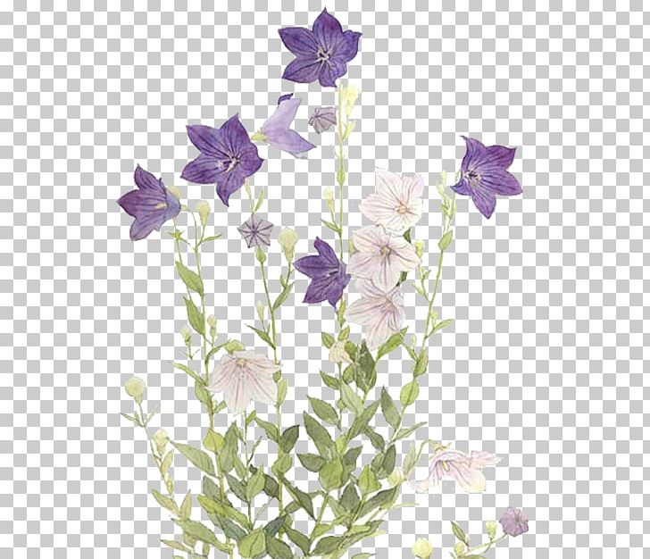 Flower Purple Tulip Blue PNG, Clipart, Blue, Designer, Drawing, Flora, Floral Design Free PNG Download