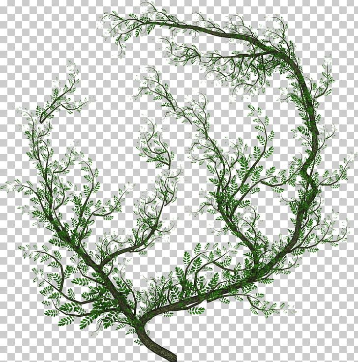 Liana Vine Tree PNG, Clipart, Branch, Flower, Grass, Herbaceous Plant, Leaf Free PNG Download