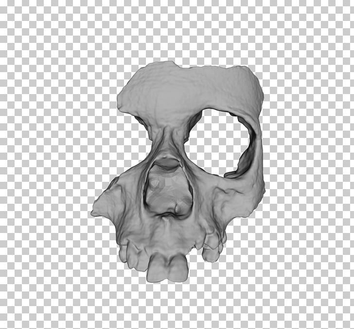 3D Printing Bone Skull Human Skeleton PNG, Clipart, 3d Computer Graphics, 3d Printing, 3d Scanner, Applications Of 3d Printing, Bioarchaeology Free PNG Download
