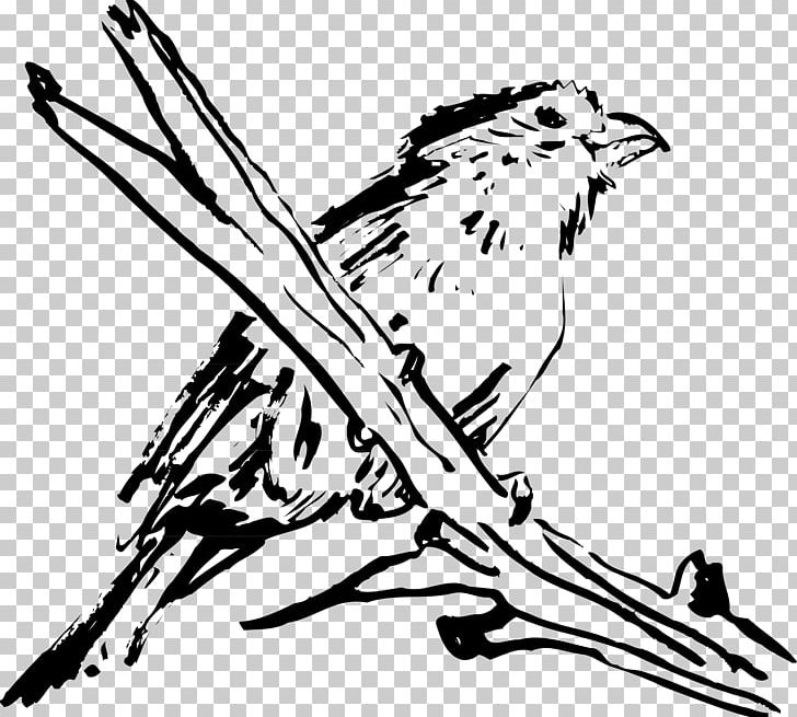 Bird Feather Wing Hawk PNG, Clipart, Animals, Art, Artwork, Beak, Bird Free PNG Download