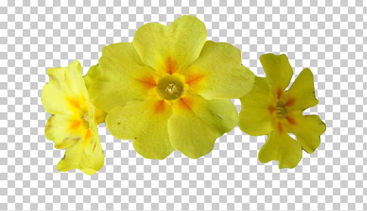 Cowslip Extract Alchemilla Vulgaris Peppermint Officinalis PNG, Clipart, Alchemilla Vulgaris, Cowslip, Extract, Extraction, Flora Of The Alps Free PNG Download