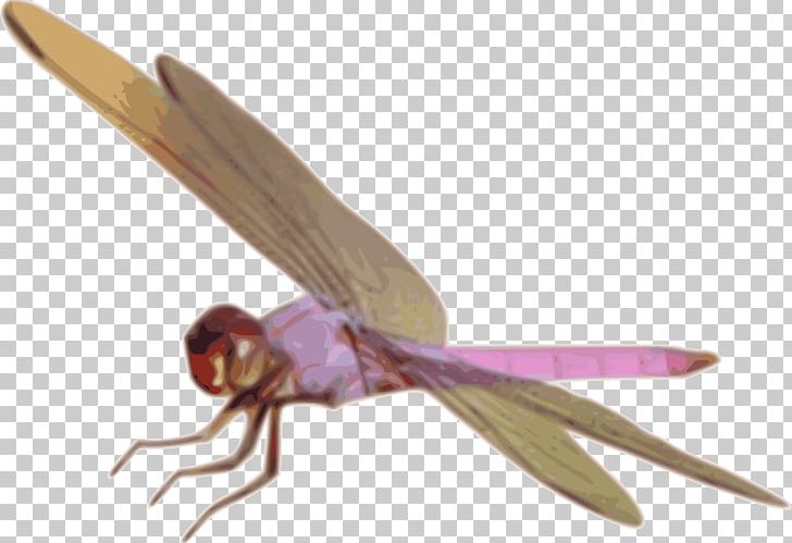 Dragonfly Insect PNG, Clipart, Arthropod, Dragonflies And Damseflies, Dragonfly, Drawing, Freemail Free PNG Download