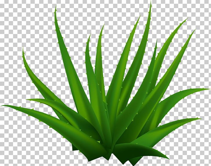Aloe Vera PNG, Clipart, Adobe Illustrator, Agave, All Natural, Aloe, Aloe Vector Free PNG Download