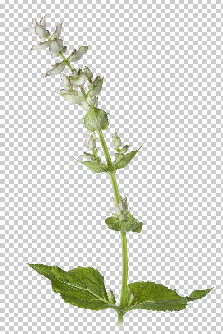 Clary Common Sage Plant English Lavender Stock Photography PNG, Clipart, Alamy, Aromatherapy, Background, Biennial Plant, Botany Free PNG Download