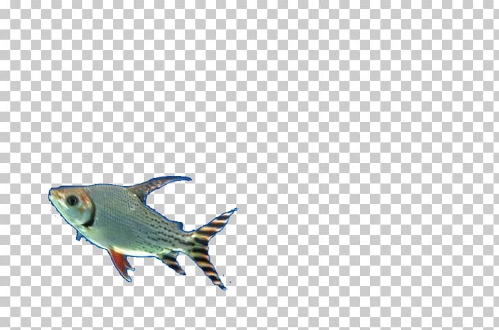 Fish Designer Pattern PNG, Clipart, Animals, Aquarium Fish, Beak, Bird, Designer Free PNG Download