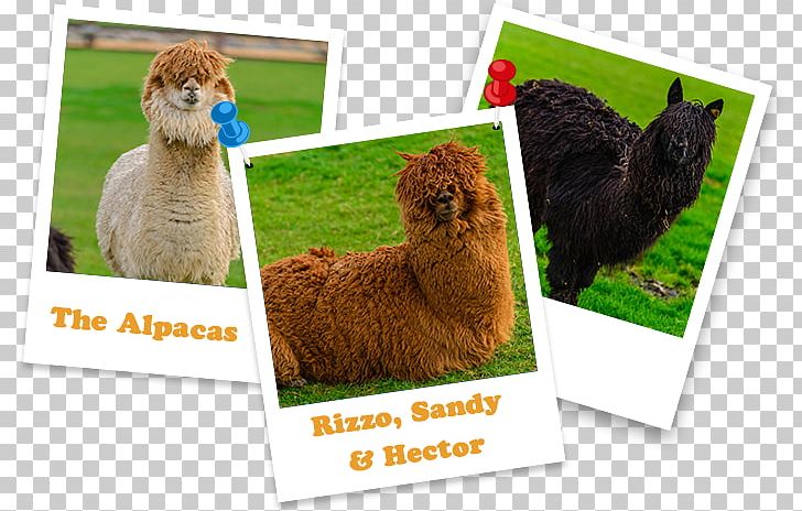Alpaca Llama Fauna PNG, Clipart, Alpaca, Camel Like Mammal, Fauna, Grass, Livestock Free PNG Download