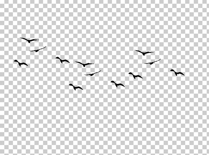Bird Flight Swallow Bird Flight Silhouette PNG, Clipart, Animal Migration, Animals, Beak, Bird, Bird Flight Free PNG Download