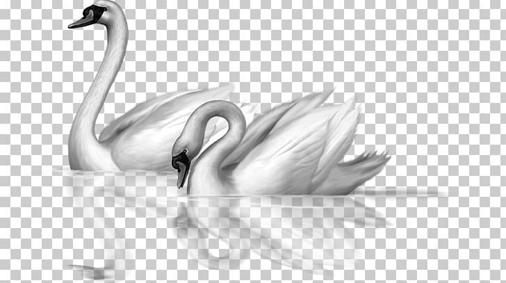 Black Swan Bird Drawing PNG, Clipart, Animal, Artwork, Beak, Bird, Black And White Free PNG Download