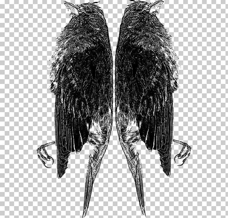 Eagle Beak Feather White PNG, Clipart, Animals, Beak, Bird, Bird Of Prey, Black And White Free PNG Download