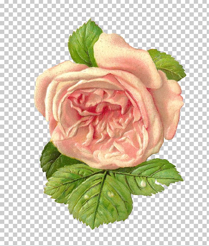 Flower Paper Garden Roses Scrapbooking PNG, Clipart, Antique, Centifolia Roses, Clip Art, Color, Cut Flowers Free PNG Download