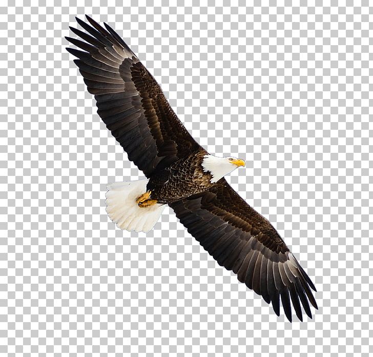 Scorpion Chevrolet Impala Bald Eagle Cosplay PNG, Clipart, Accipitriformes, Animals, Bald Eagle, Beak, Bird Free PNG Download