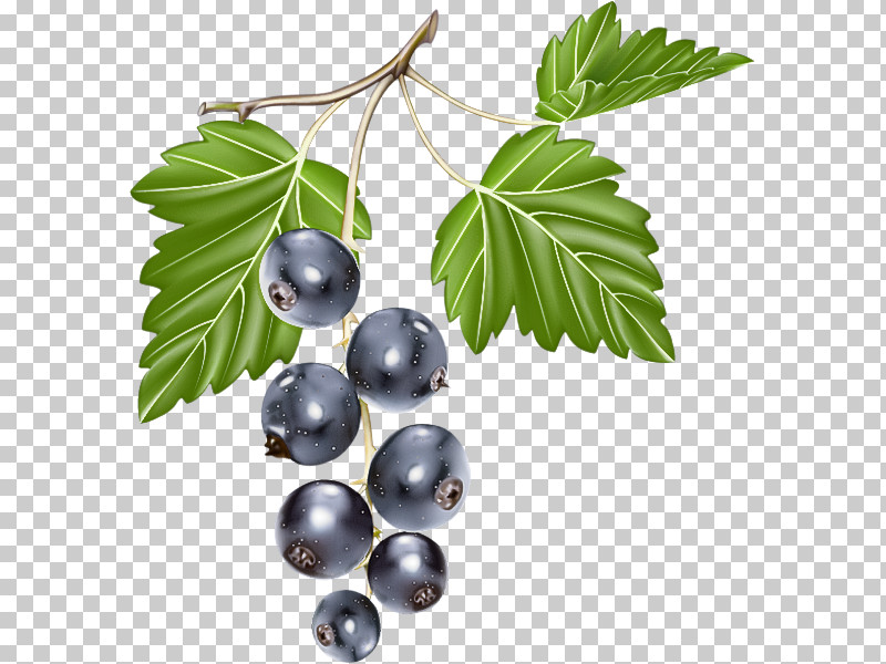 Berry Plant Leaf Fruit Currant PNG, Clipart, Berry, Bilberry, Branch, Currant, Food Free PNG Download