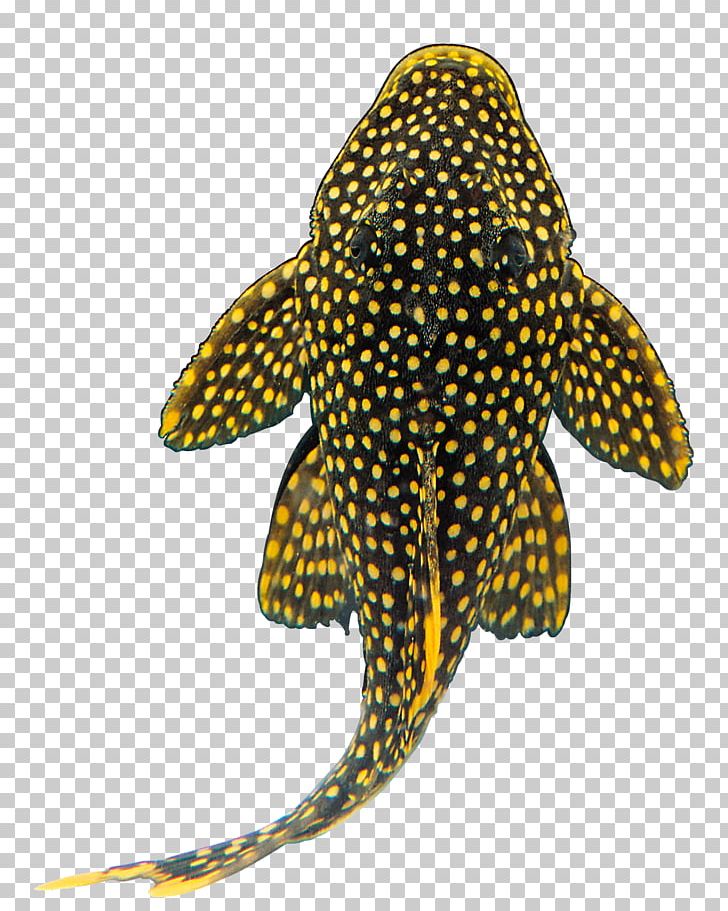 Goldfish Shark Suckermouth Catfish Tropical Fish PNG, Clipart, Animal, Animals, Aquarium, Carnivoran, Fish Free PNG Download
